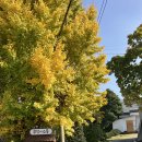 장백농장 | 청주 가을 피크닉 부엉이 소풍 하얀집 애견동반 내돈내산 후기