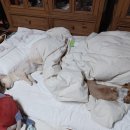 소리야네집 이미지