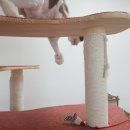 고양이의 봄, 묘랑묘랑 이미지