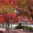 남산면사무소 | 아이랑 가족나들이 남이섬 단풍절정 주차장 입장권 후기