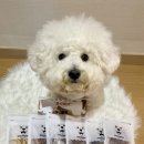 뚱띠레이 이미지