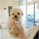 인천강아지분양 홍스퍼피 본점 이미지