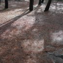 바다와 솔향기 이미지