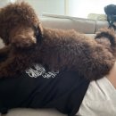 다정한동물메디컬센터 이미지