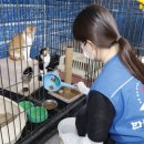 강아지본부 이미지