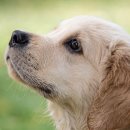 포포즈 반려동물장례식장 김포점 이미지