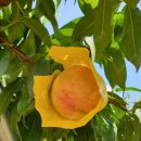 다미농원 이미지