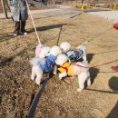 베버리 독스 이미지