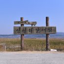 금강나루영농조합법인 | 서천 가을여행지 신성리 갈대밭 서천 갈대밭 킹덤 jsa 영화 드라마 촬영지