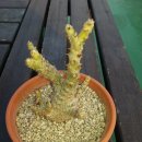 파키포디움 바로니 윈소리(Pachypodium baronii v.windsorii) 입니다... 이미지