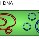 플라스미드(PLASMID)