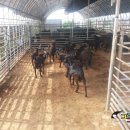 아침햇살염소농장 이미지