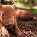 작은농장 이미지