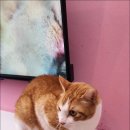24시 고양이호텔 캣스테이 네이버블로그