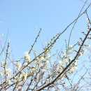 봄날의 담양 민박 이미지