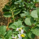 사랑농장 2 이미지