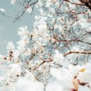 노르웨이숲 - 서산시 서해로 3573 | 노르웨이숲