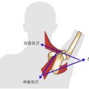 범피티 이미지