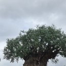 킹스톰앤터테인먼트(주) | 올랜도 디즈니 2월 파크호퍼 애니멀 킹덤, 할리우드 스튜디오 - 놀이기구, 캐릭터 그리팅 후기, 파크 이동