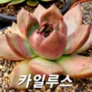 카일루스