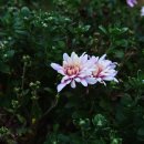 원대 수목원 이미지