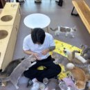 미뇽 캣 이미지