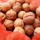 호두나무 이미지