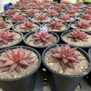 한샘농장 이미지