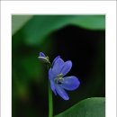 들꽃풍경 이미지