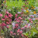 꽃과 식물로 정원가꾸기 | 화분에서 키우기 좋은 꽃나무 17가지, 정원 가꾸기 추천 식물