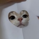 뽀시래기 이미지