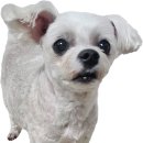 백설 애견샵 이미지