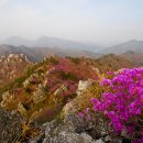 진달래화원 이미지