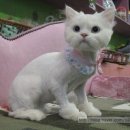 백설 애견샵 이미지