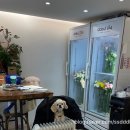꽃뜰 | 로맨틱한 꽃 선물은 여기!부천꽃집 뜰354 방문 후기