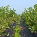 하일농장 이미지