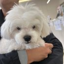 서울88동물의료원 | 동물병원 다녀오고 한우88도매장 강서화곡점 식당 후기