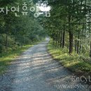 캠핑장 추천 옥화자연휴양림 후기 가격 예약 찐 후기 리뷰