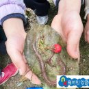 경의초등학교 | 2026년 용산 가족공원 원어민 영어 숲체험 (NK잉글리쉬)