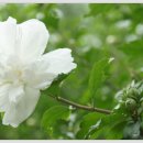 사가정공원(면목동)