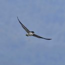 여주-1031 이미지