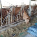 정수축산 이미지