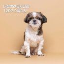 반려견 | 대전반려견사진관 1207 스튜디오 후기