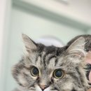 캣치유고양이미용호텔 이미지