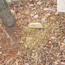 송림초등학교(병설) 이미지