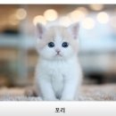 수원고양이분양 나비캣 이미지