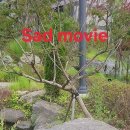 Sad movie 이미지
