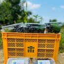 운성농장 이미지