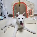 진도견나라 | [댕댕일기]진도 댕댕이 흰둥이의 슬개골 탈구 예방 필수템 퍼핑 펫매트 솔직 개봉기!