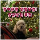 착한애견분양강아지 수원광교본점 | 광교 애견동반 식당 찾는다면? 연말 모임으로 완벽했던 투섹션 2 section